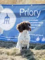 Close up of a spaniel in the working gun dog arena at the Edenbridge & Oxted Show