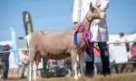 Interbreed Goat cropped 5/3 image