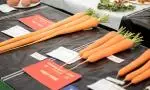 Carrots cropped 5/3 image