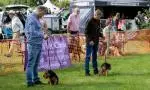 Two men with their terriers in the ring at the Edenbridge & Oxted Show