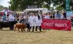 Handlers and calves parading at the Edenbridge & Oxted Show
