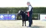 A lady showing her miniature horse at the Edenbridge & Oxted Show
