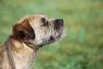 border-terrier