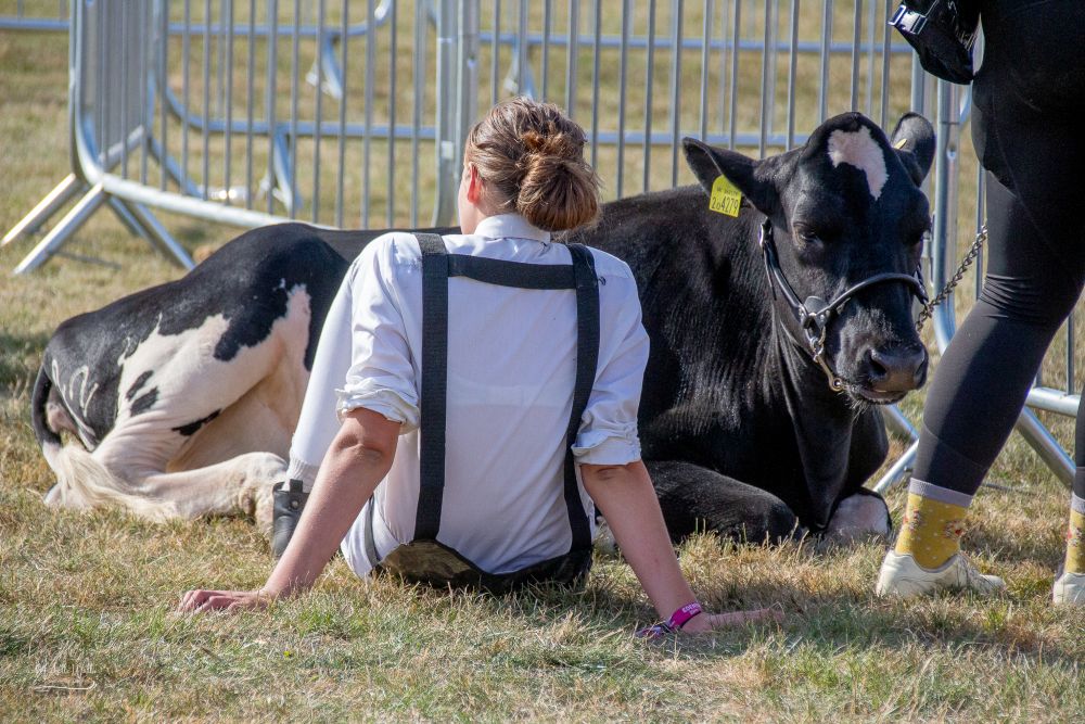 Dairy taking a break